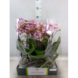Phalaenopsis   ...