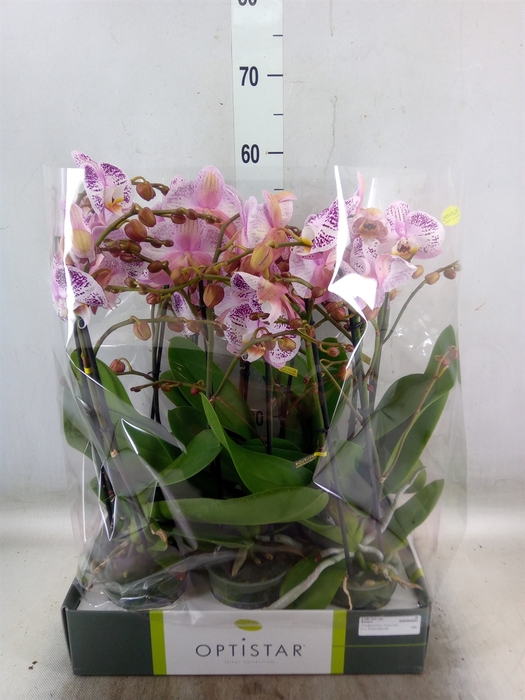 <h4>Phalaenopsis   ...</h4>