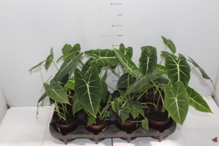 <h4>ALOCASIA FRYDEK P12</h4>