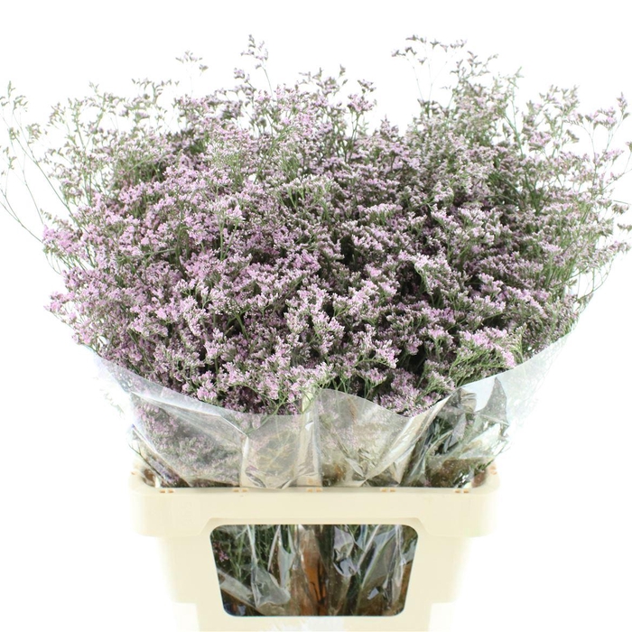 <h4>Limonium Florida Pink</h4>