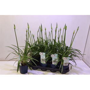 Agapa Amourette S White