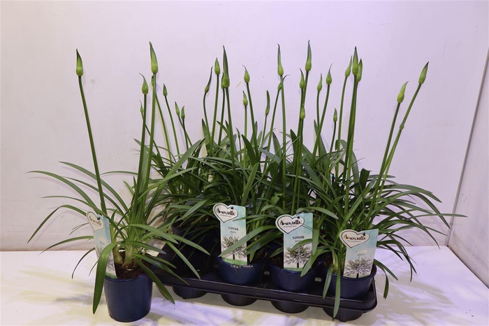 <h4>Agapa Amourette S White</h4>