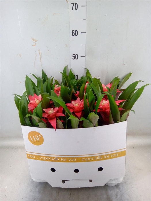 <h4>Guzmania  'Libby'</h4>