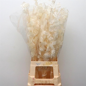 Dried Lunaria Bleached White