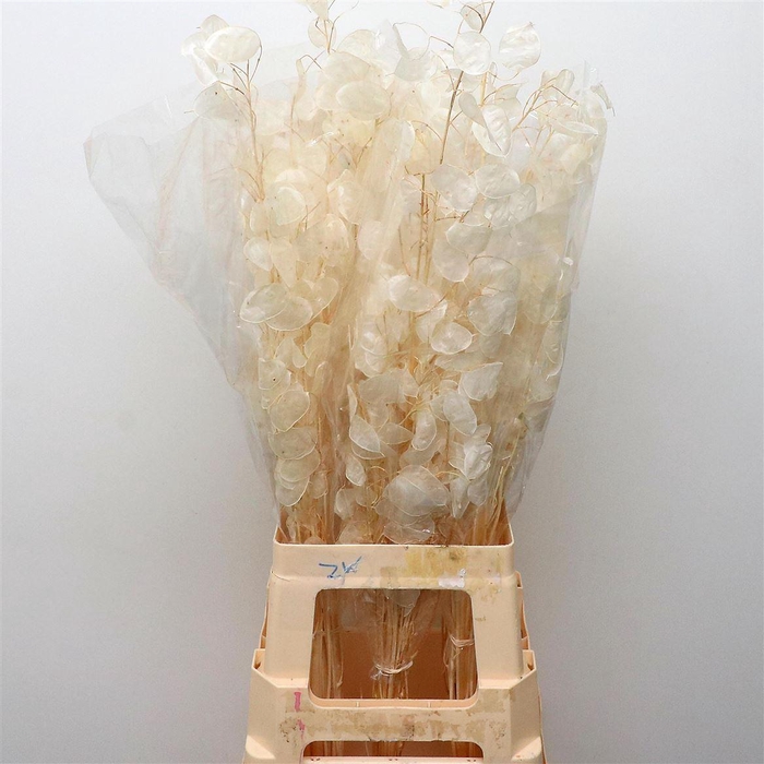 <h4>Dried Lunaria Bleached White</h4>