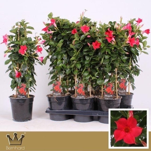 Sundaville P17 Piramide Classic Red