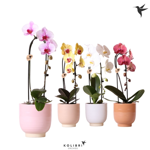 <h4>Phalaenopsis Elegant Cascade</h4>