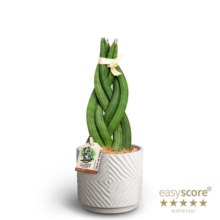 <h4>SANSEVIERIA CYLINDRICA P10 DUNE BRAID</h4>