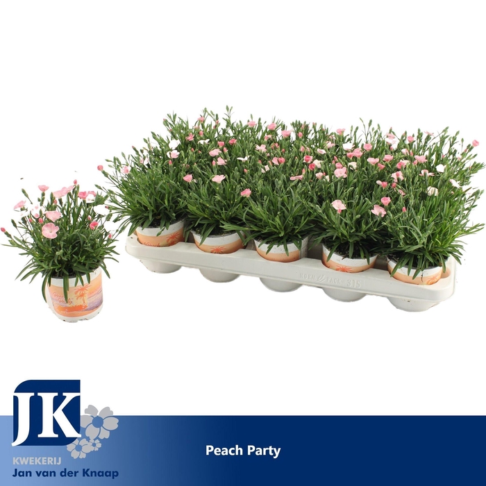 <h4>Dianthus Diantica Peach Party</h4>