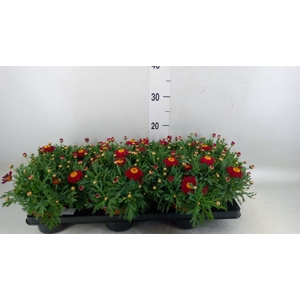 Argyranthemum  'La Rita Purple Red'