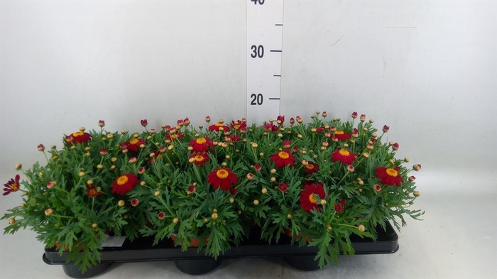 <h4>Argyranthemum  'La Rita Purple Red'</h4>
