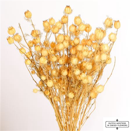 <h4>DRIED NIGELLA DAMAS. WHITE BUNCH PO</h4>