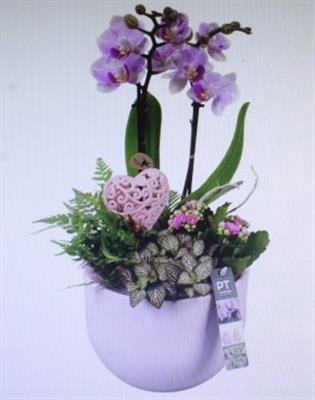 <h4>2216 2-TAK ROZE KER</h4>