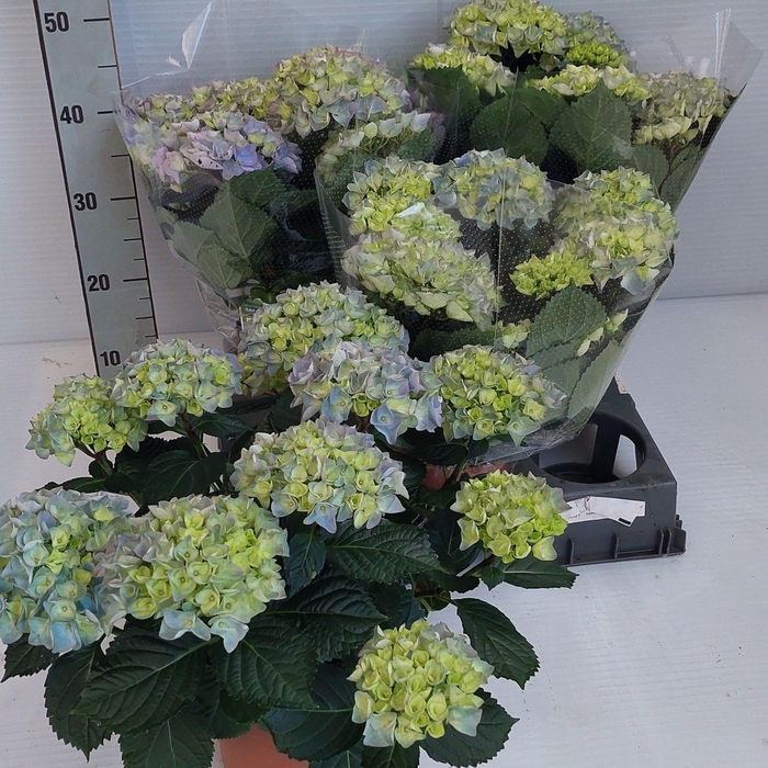 <h4>HYDR M HI RIVER</h4>