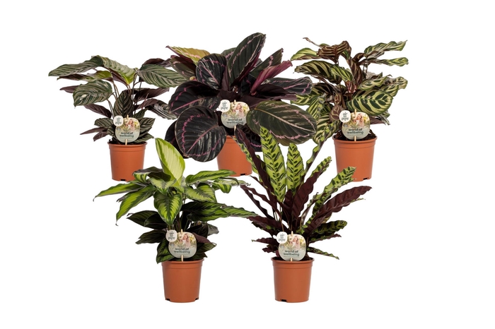 <h4>Calathea   ...mix</h4>