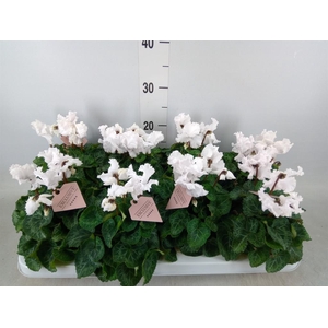 Cyclamen MD 'Merengue'