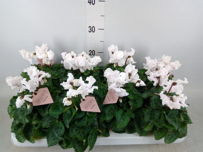 <h4>Cyclamen MD 'Merengue'</h4>