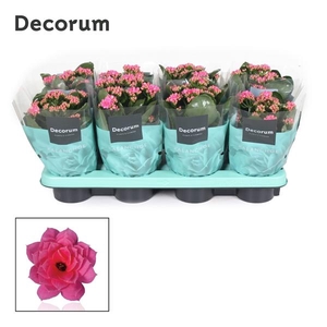 Kalanchoe blossfeldiana gevuld 'Serenity Pink'
