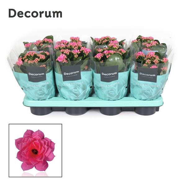 <h4>Kalanchoe blossfeldiana gevuld 'Serenity Pink'</h4>
