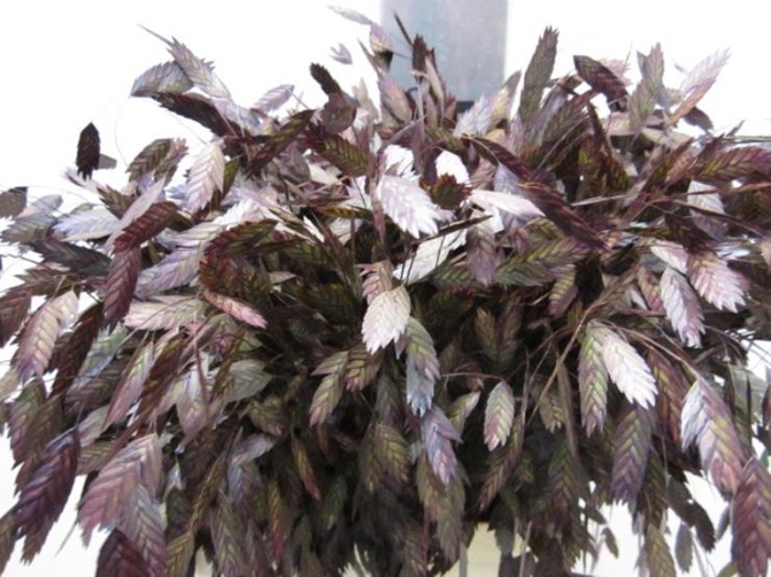 <h4>Chasmanthium Aubergine</h4>