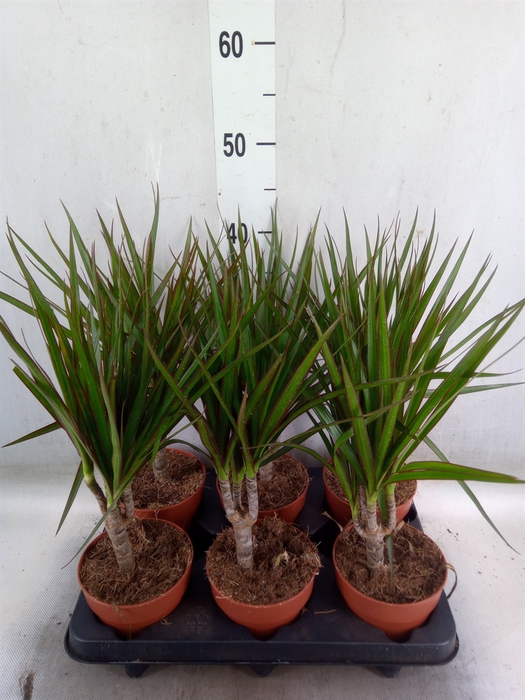 <h4>Dracaena marg.</h4>