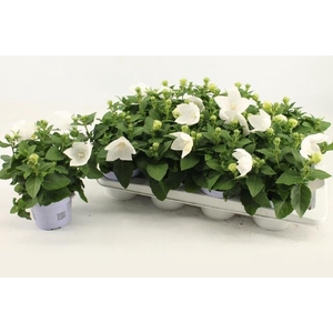 PLATYCO GR ASTRA WHI