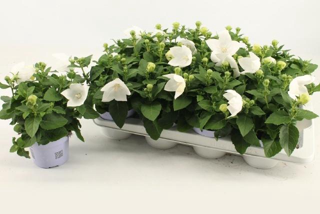 <h4>PLATYCO GR ASTRA WHI</h4>