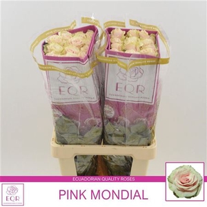 R Gr Pink Mondial Ec