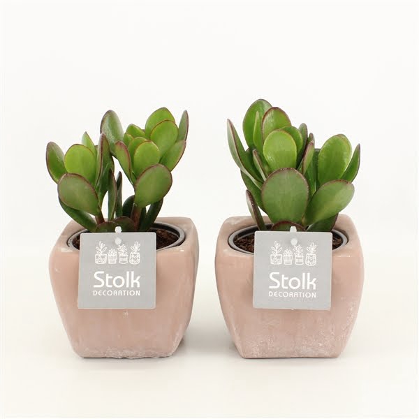 <h4>Crassula Ovata 10,5 in vierkant terracotta pot</h4>