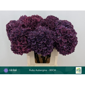 Hydrangea mag ruby red purple