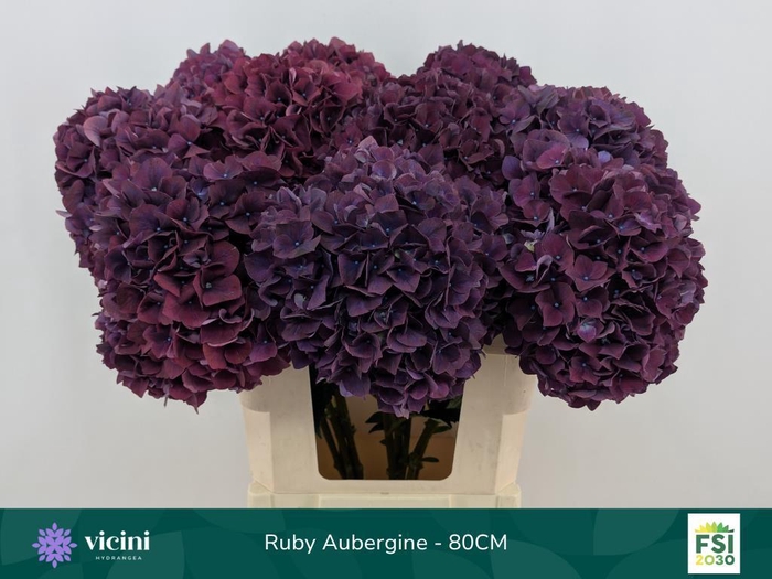 <h4>Hydrangea mag ruby red purple</h4>