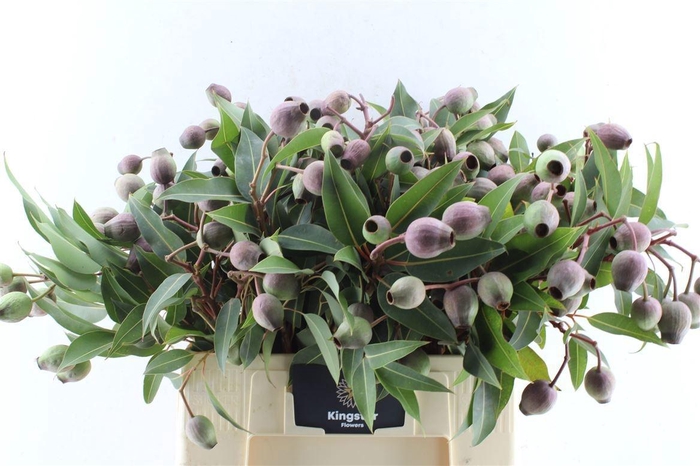 <h4>EUCA OV MET BES</h4>