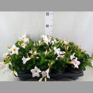 Mandevilla  'Sundavil White'