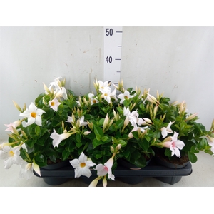 Mandevilla  'Sundavil White'