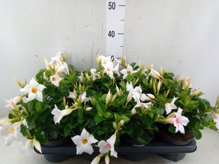 <h4>Mandevilla  'Sundavil White'</h4>