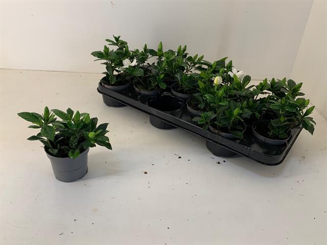 Gardenia Jasminoides 9Ø 15cm