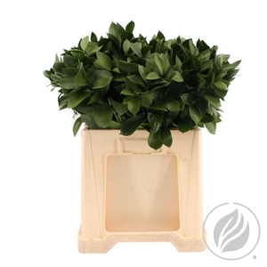 Ruscus Hypophyllum 60cm