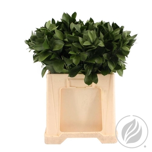 Ruscus Hypophyllum 60cm