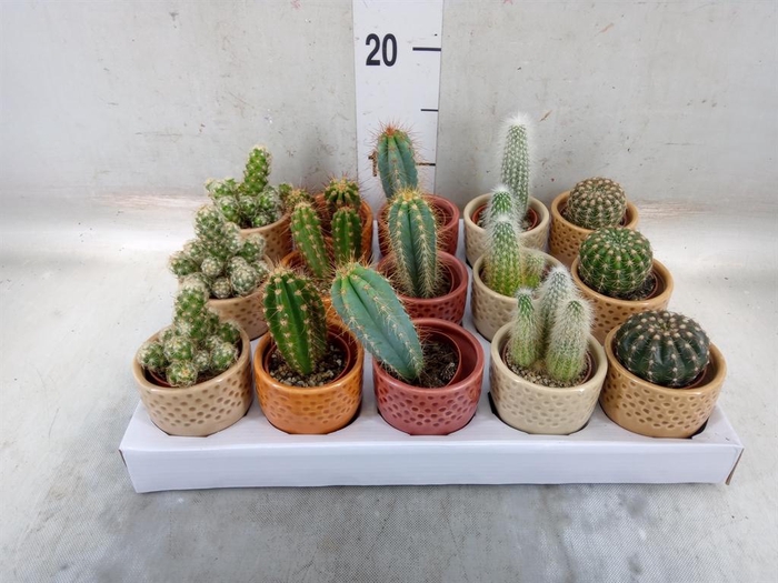 <h4>Cactus   ...</h4>