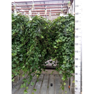 Hedera helix 'Pittsburgh'