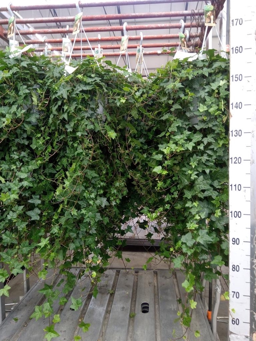 <h4>Hedera helix 'Pittsburgh'</h4>