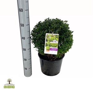 Buxus sempervirens Bol 35