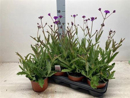 <h4>Verbena Rigida</h4>