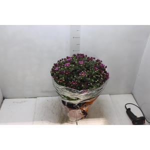 CRISANTEMO BOLA BELGA P20 ROSA