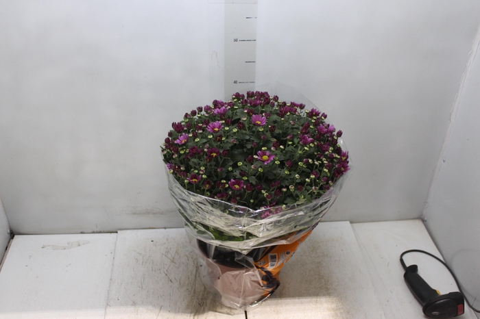 <h4>CRISANTEMO BOLA BELGA P20 ROSA</h4>