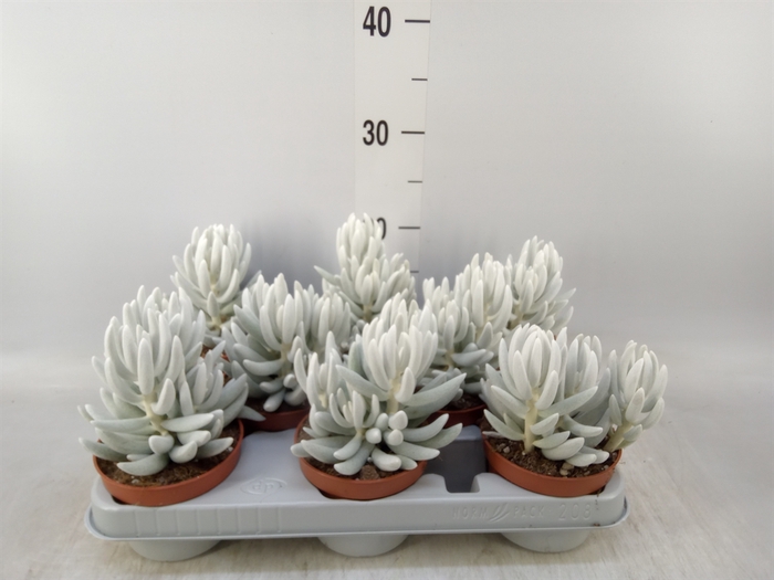 <h4>Senecio   ...</h4>