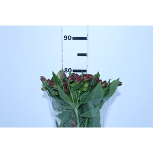 ALSTROEMERIA CHARISMA 080 CM