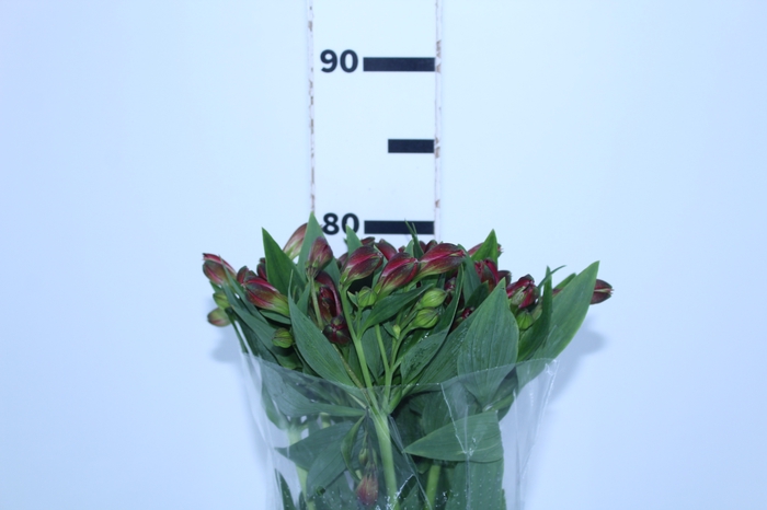 ALSTROEMERIA CHARISMA 080 CM