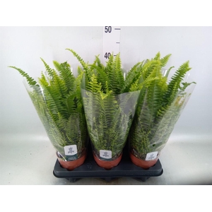 Nephrolepis exal. 'Green Lady'