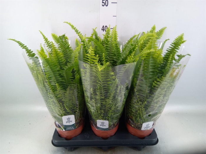 <h4>Nephrolepis exal. 'Green Lady'</h4>